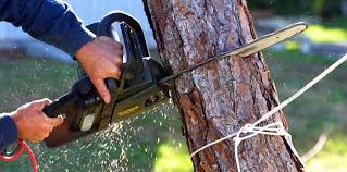 Best Fruit Tree Pruning  in Riverside, OH