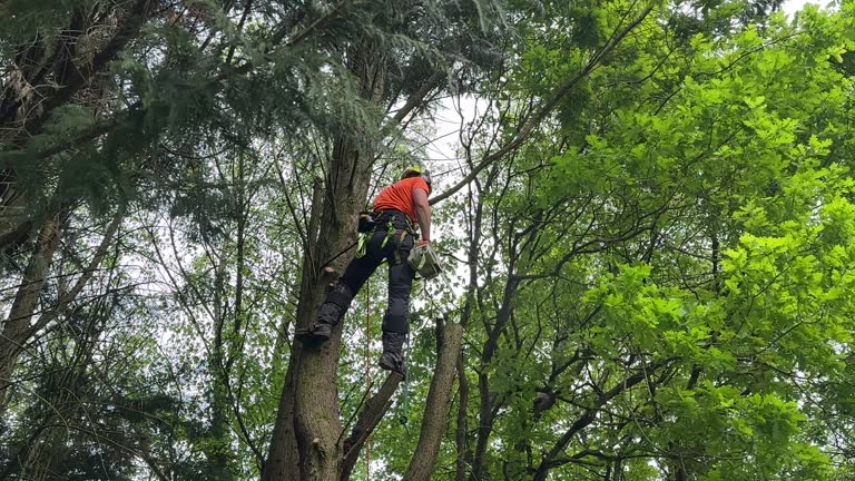 Best Hedge Trimming  in Riverside, OH