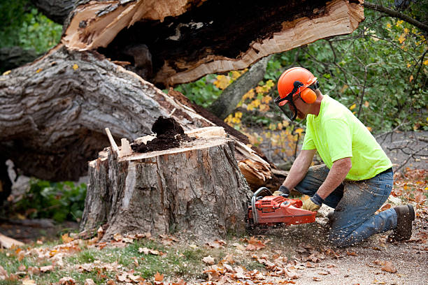 Best Tree Health Inspection  in Riverside, OH